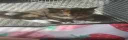 British Longhair cats for sale: 6 loved kittens  - Advert 27