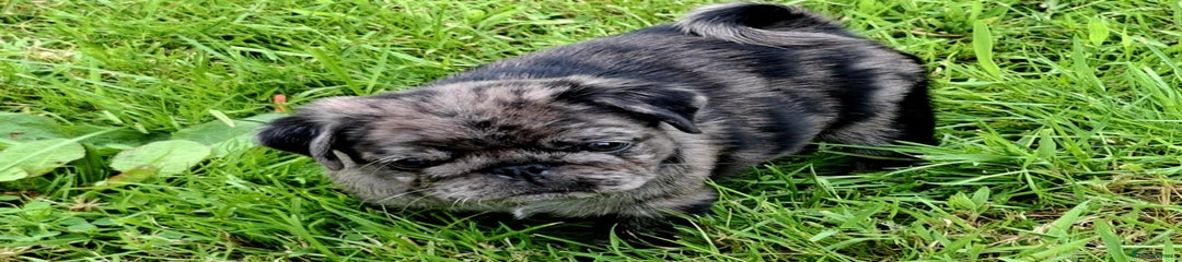 Pug Puppy 3