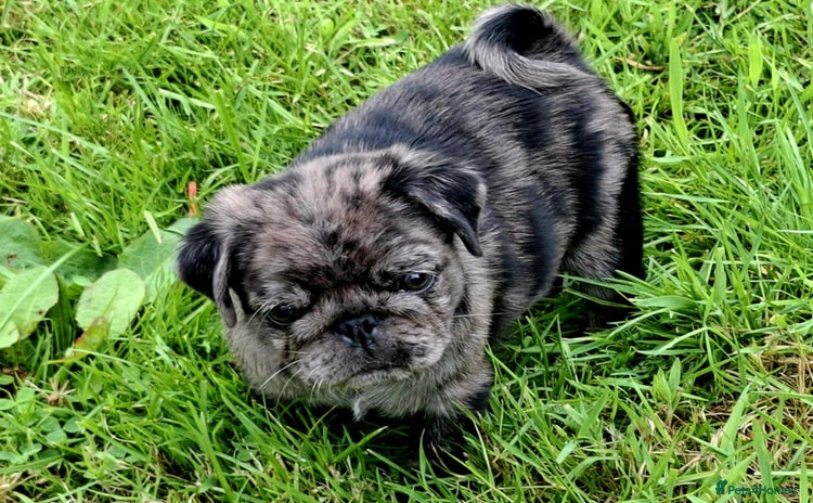 Pug dogs - Advert 1