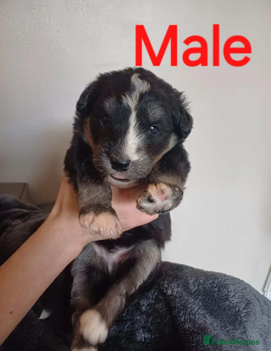 Mixed Breed dogs for sale: Gorgeous huskydoodles  - Advert 7