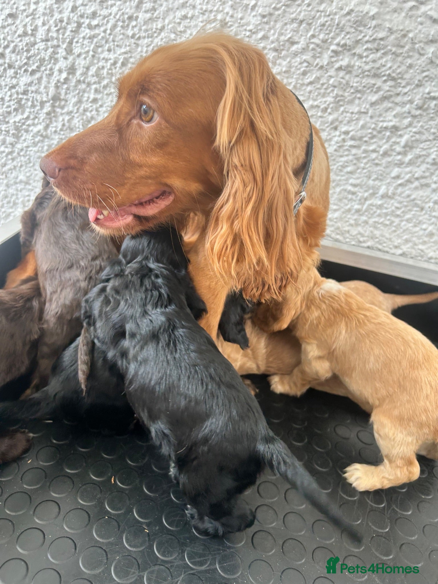 Cocker Spaniel dogs Stunning litter 7 show type puppies for sale - Advert 2