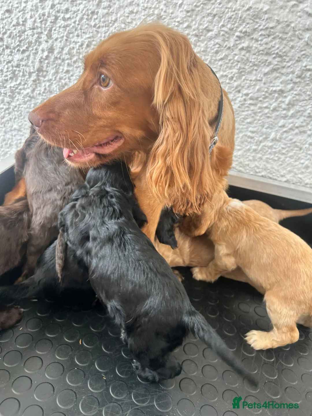 Cocker Spaniel dogs for sale: Stunning litter 7 show type puppies for sale in Aylesford - Advert 2