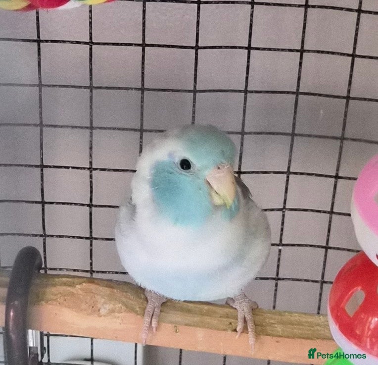 Parrots birds Celestial parrotlet  - Advert 2
