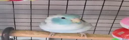 Parrots birds for sale: Celestial parrotlet  in Midhurst - Advert 1