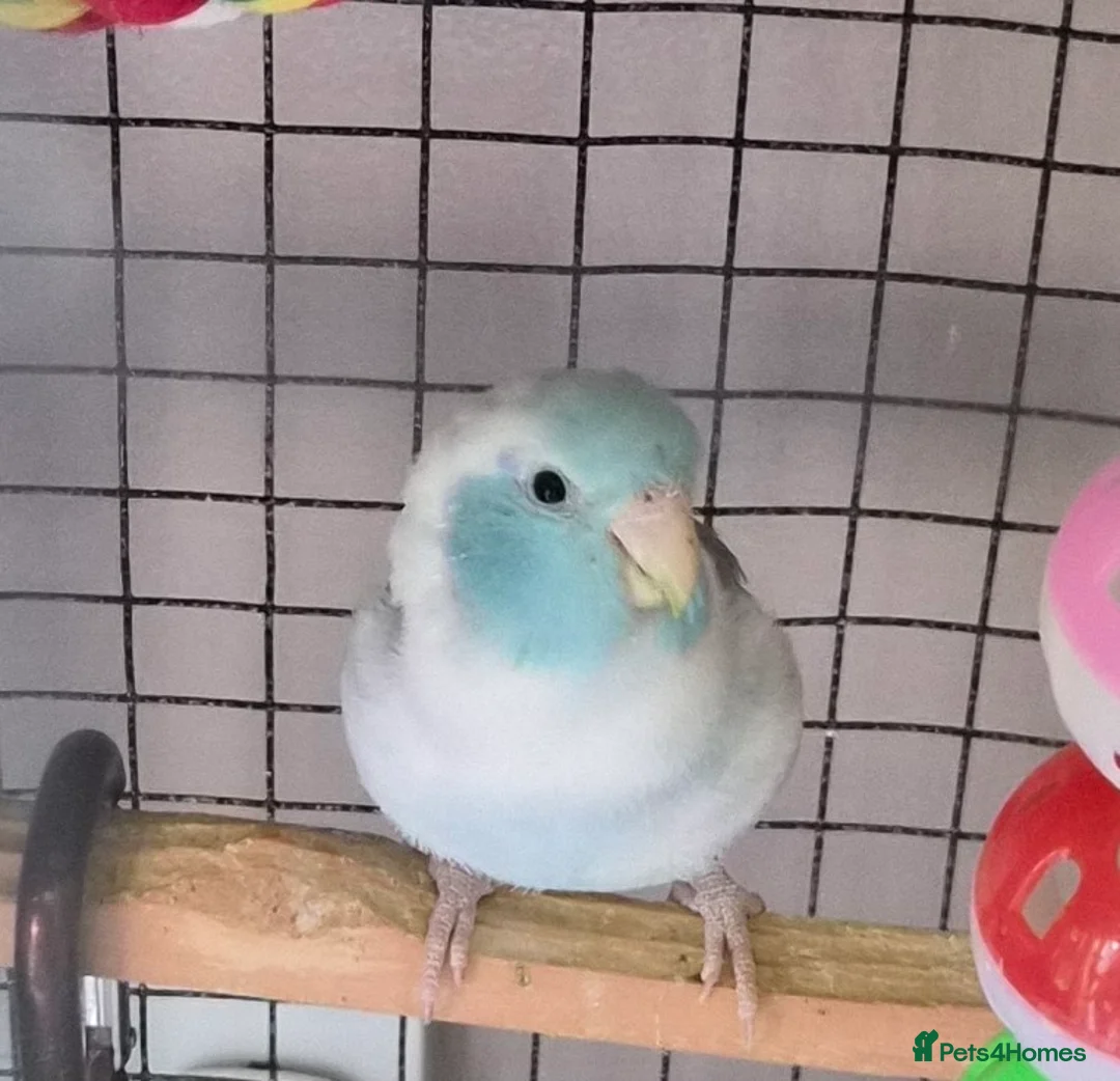 Parrots birds for sale: Celestial parrotlet  in Midhurst - Advert 1