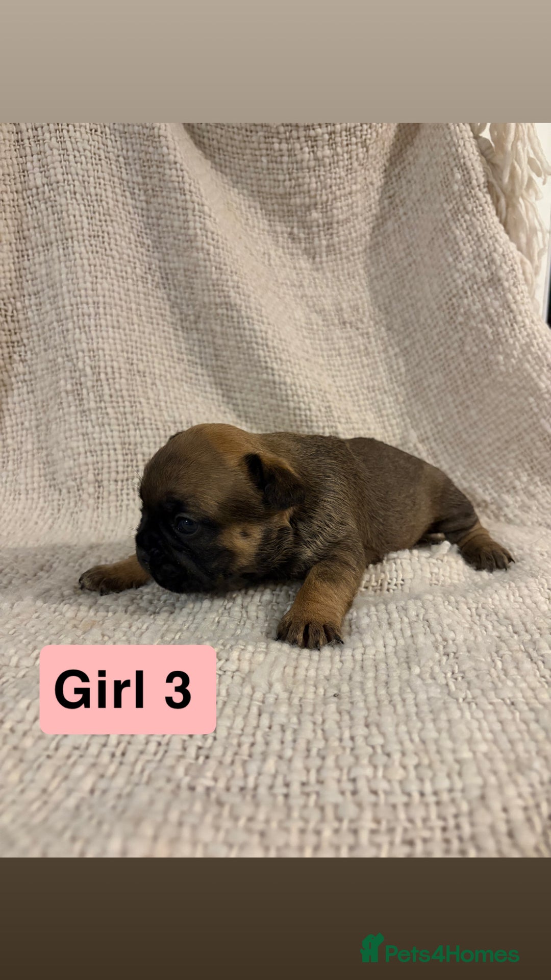 French Bulldog dogs for sale: French bulldog puppies - Advert 8