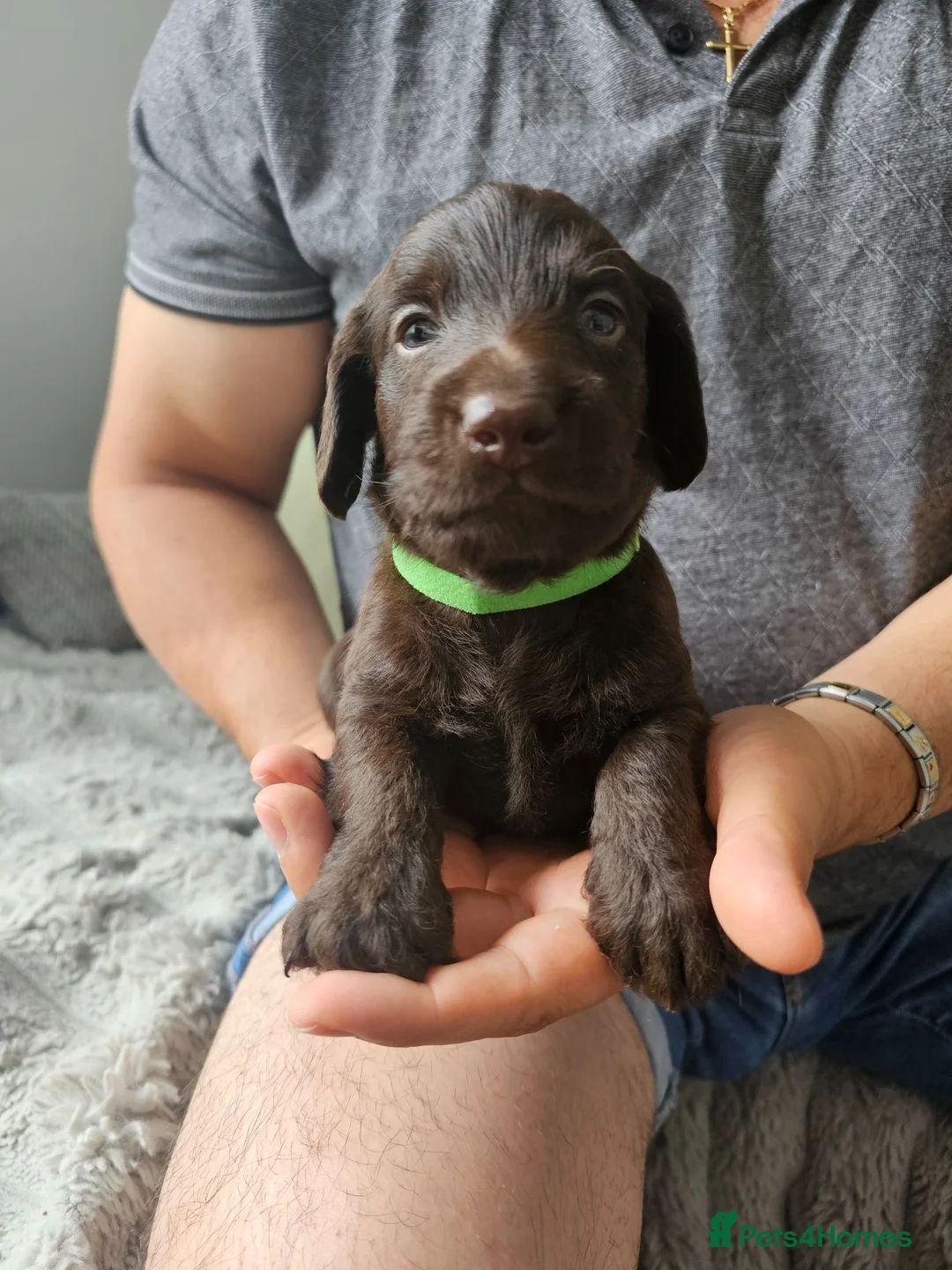 Doxiepoo dogs for sale: Doxiepoo in Chatteris - Advert 2
