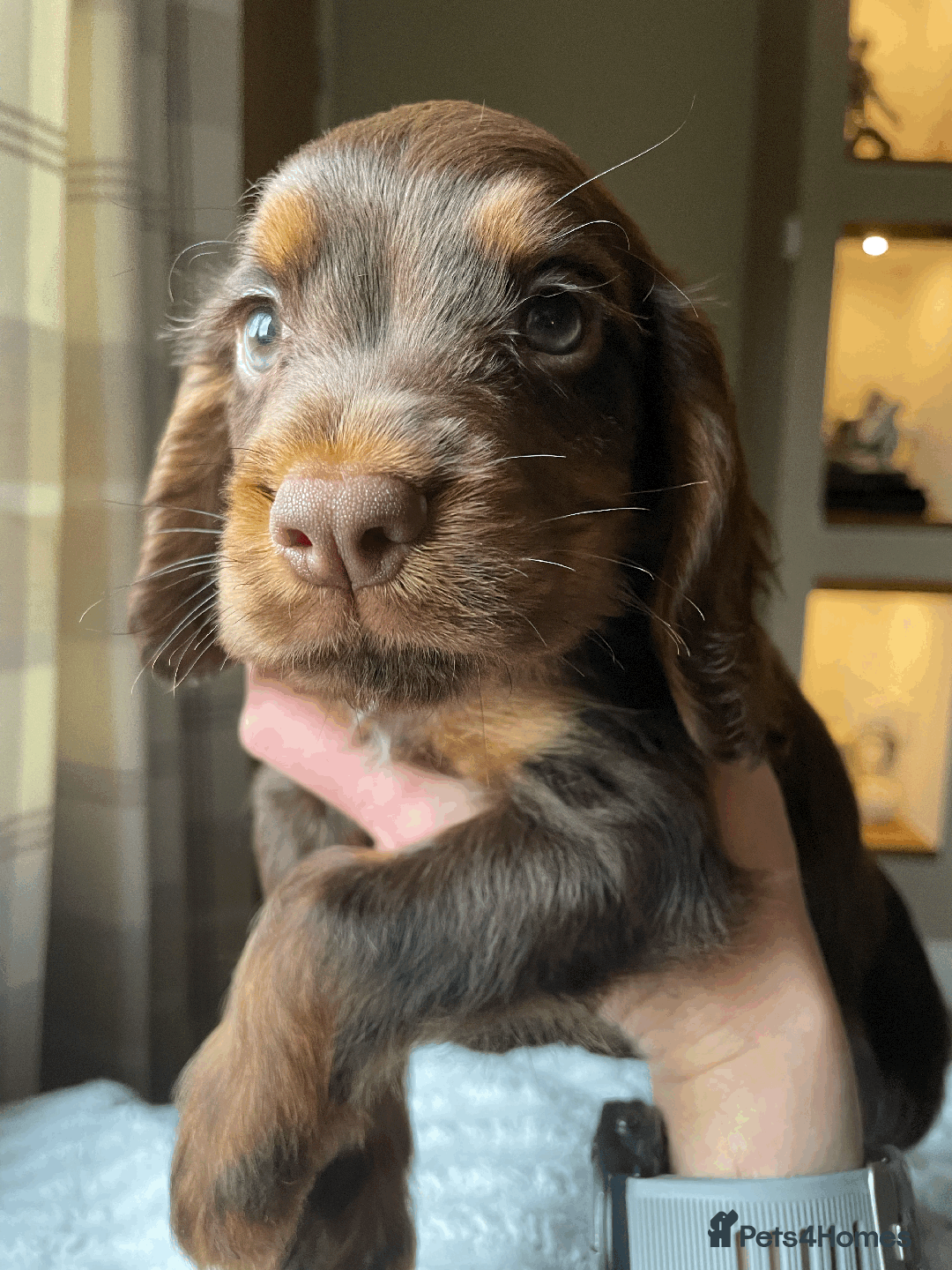 Cocker Spaniel dogs for sale: Cocker Spaniel Pups Outstanding Pedigree Lines! - Advert 28