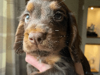 Cocker Spaniel dogs Cocker Spaniel Pups Outstanding Pedigree Lines! - Advert 9