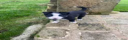 Mixed Breed dogs for sale: Beautiful Kelpie/Collie cross puppies - Advert 4