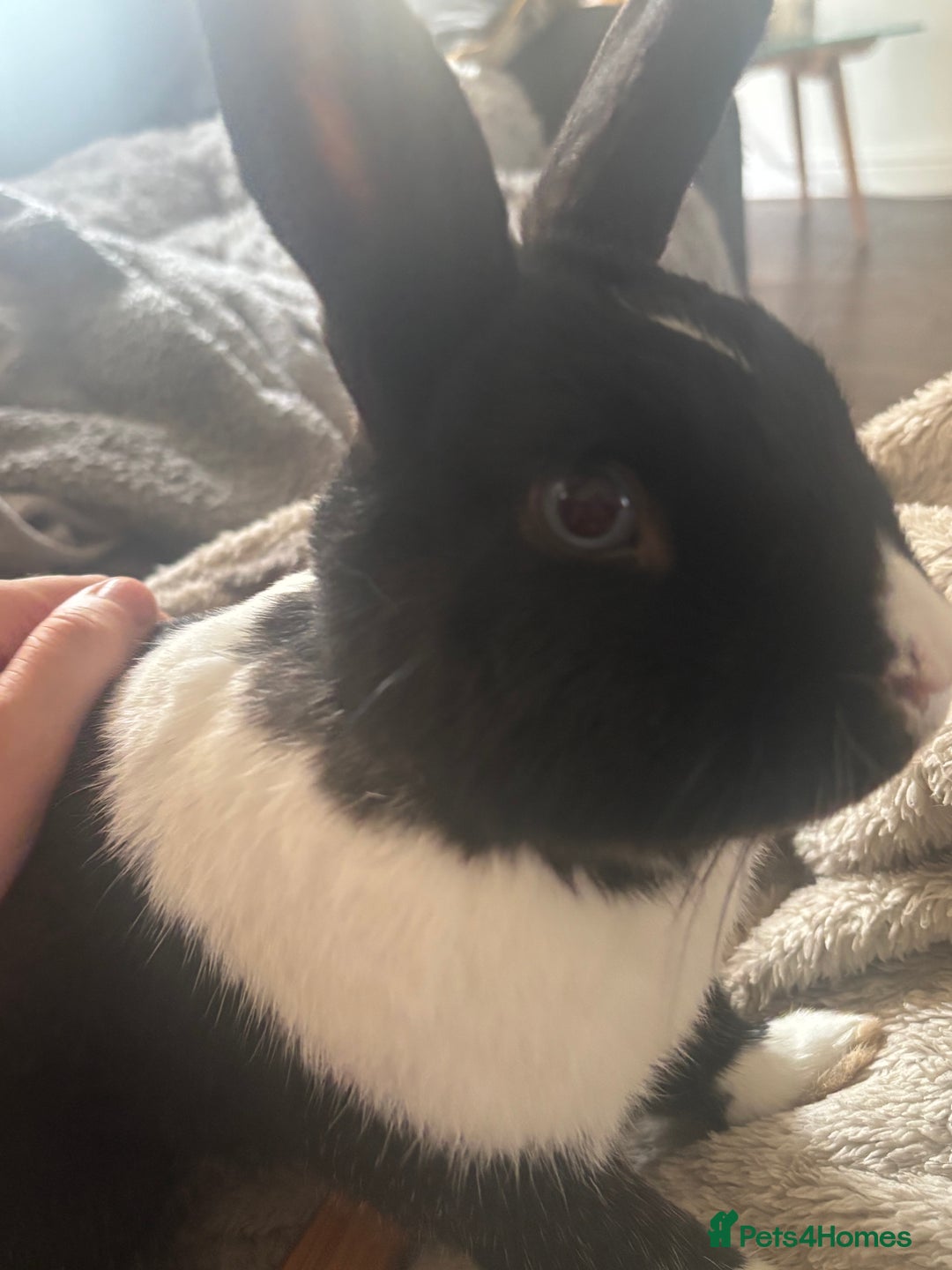 Mixed Breed rabbits for sale: Bunny in need of loving home  - Advert 4