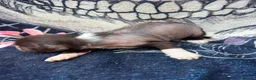 Chinese Crested dogs for sale: chinese crested puppys hairless ! :) - Advert 17