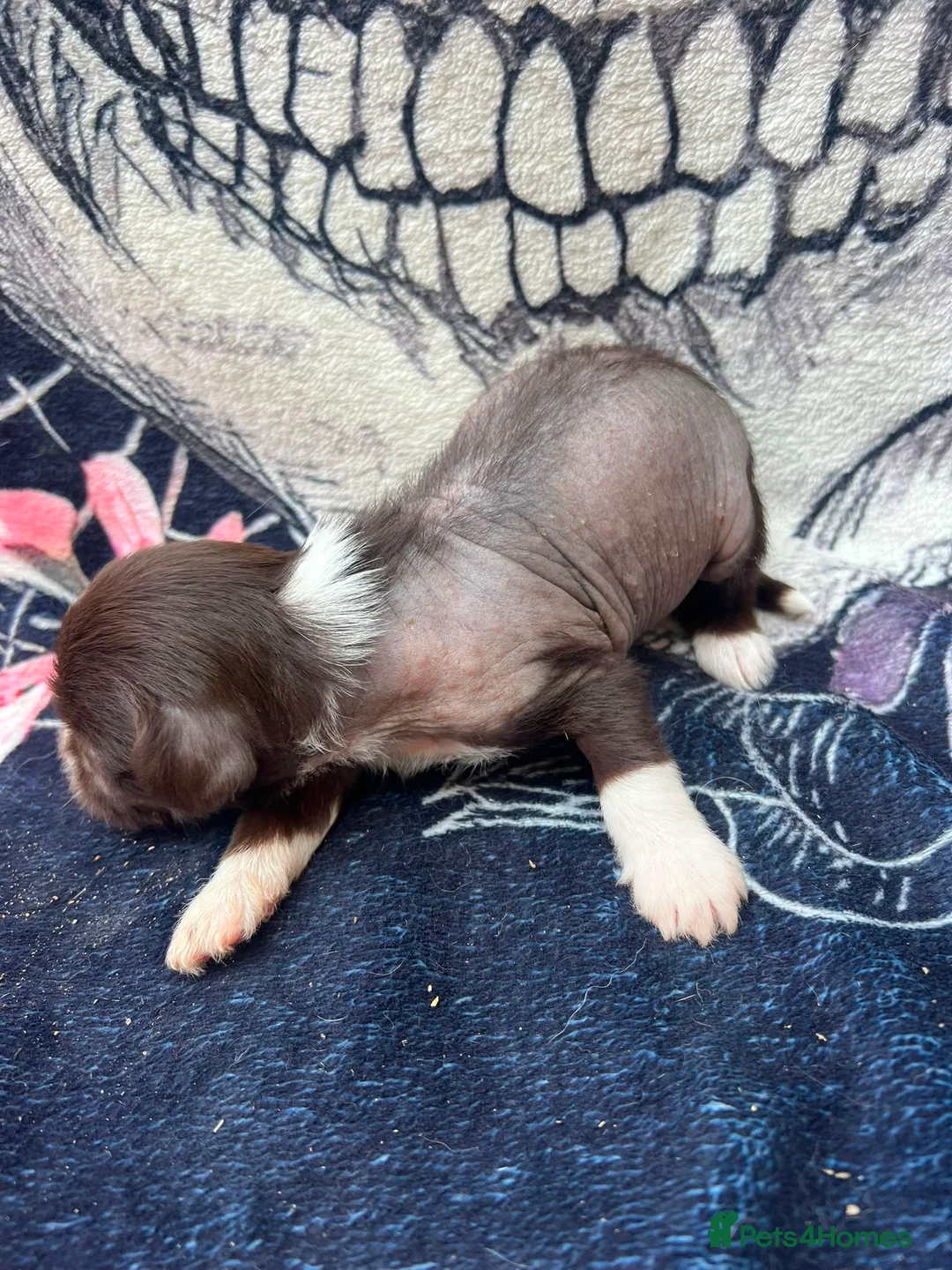 Chinese Crested dogs for sale: chinese crested puppys hairless ! :) - Advert 17
