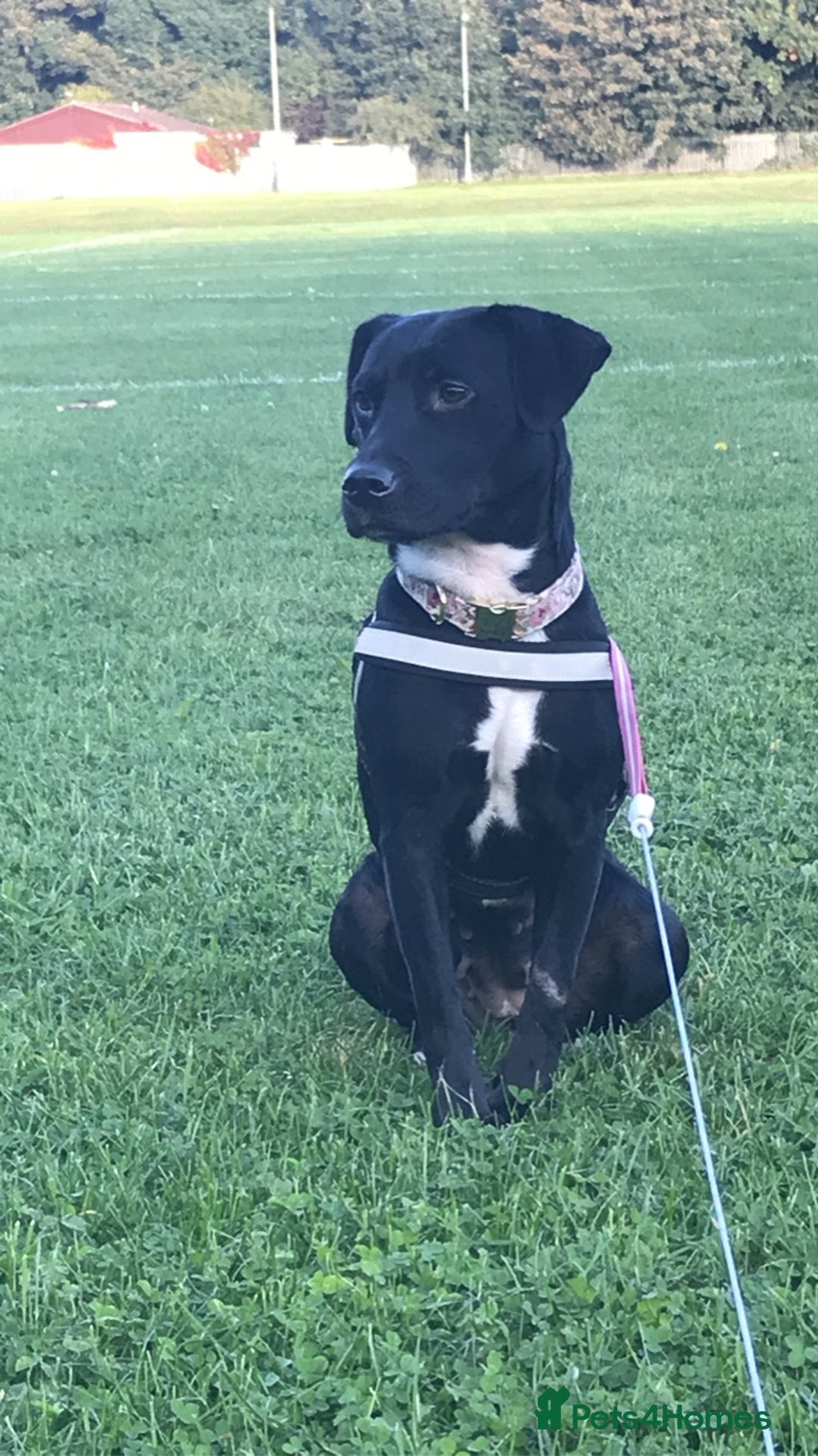Mixed Breed dogs for sale: Staffy cross female for rehoming  - Image 5