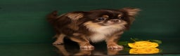 Chihuahua dogs for stud: Extra tiny chocolate and tan stud dog DNA tested in Rotherham - Advert 3