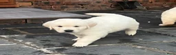 Golden Retriever dogs for sale: Little Polar Bear Puppies - Advert 21