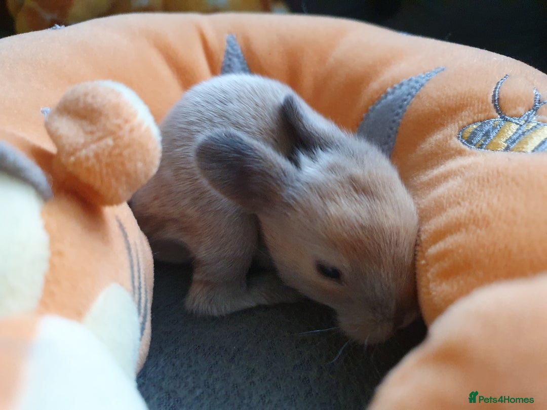 Lionhead rabbits for sale: Baby bunny's mixed lionhead /northern dwaf - Image 3