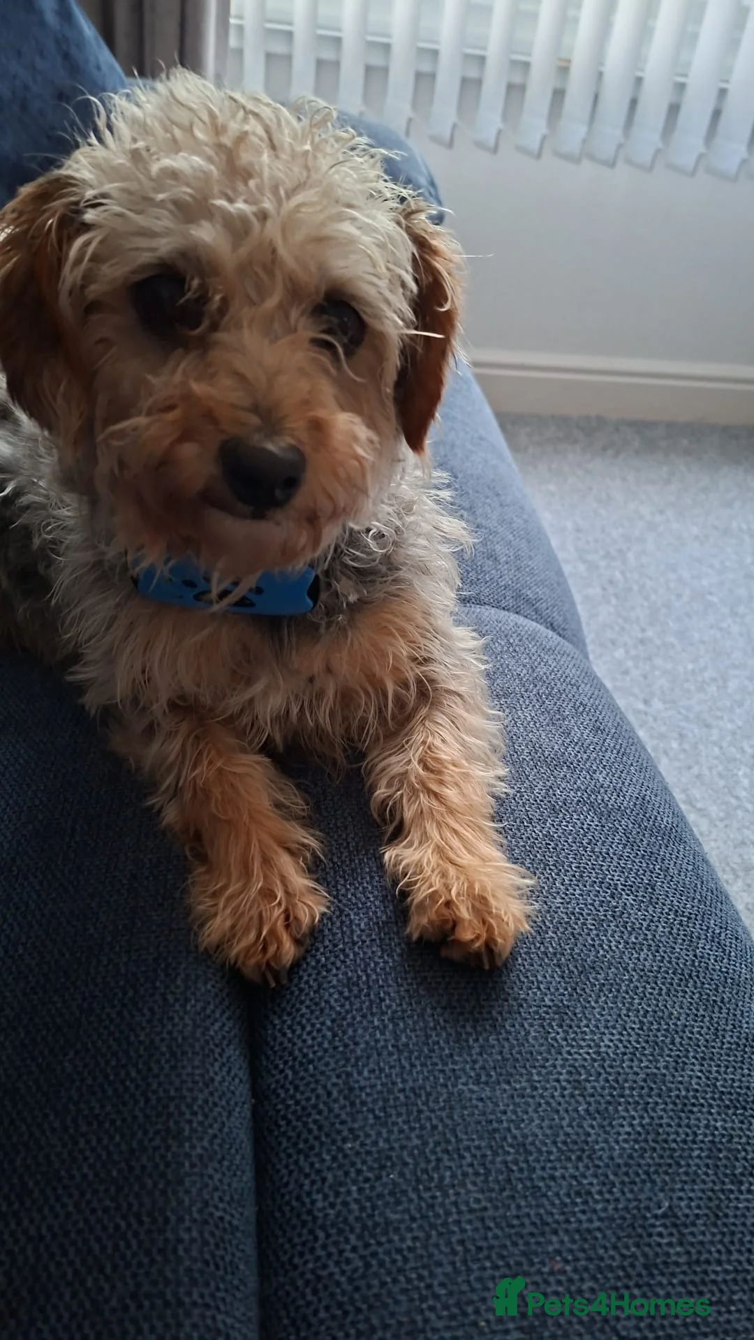 Shihpoo dogs for sale: Mabel  - Advert 1