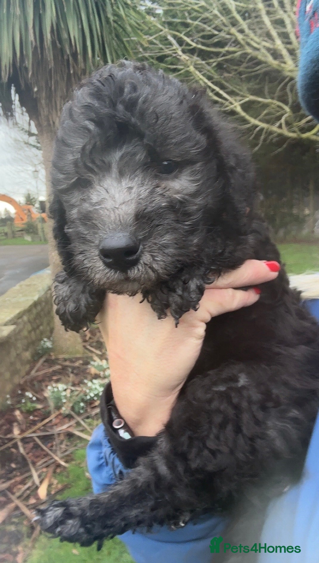 Bedlington Terrier dogs Blue pure bred Bedlington terriers  - Advert 5