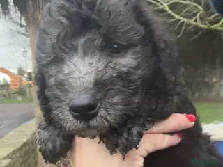 Bedlington Terrier dogs Blue pure bred Bedlington terriers - Advert 5