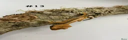 Gecko reptiles for sale: Adult, Juvenile and Lilly White Crested Geckos - Advert 25