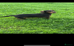 Mixed Breed dogs for sale: Dachshund cross Yorkshire terrier female  - Image 9