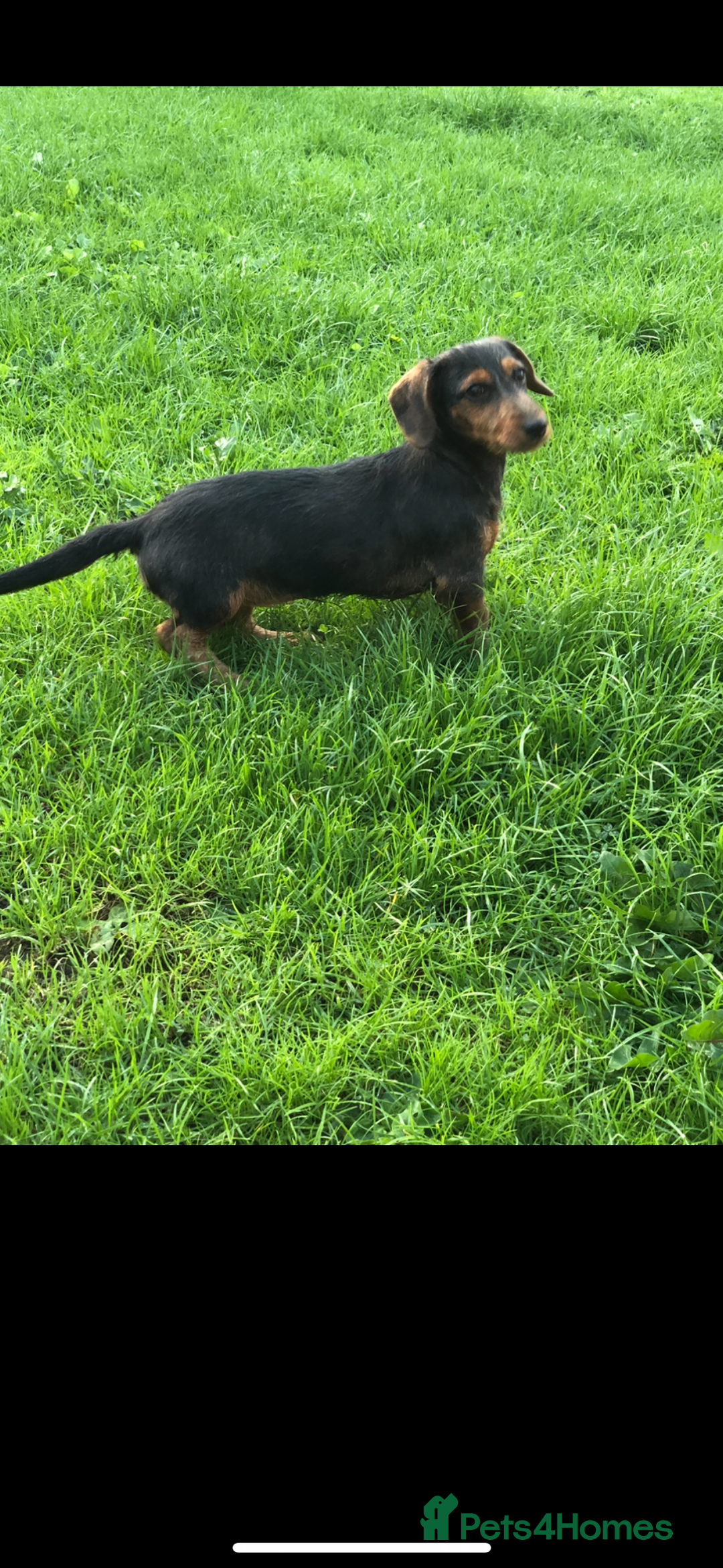 Mixed Breed dogs for sale: Dachshund cross Yorkshire terrier female  - Image 9