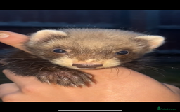 Ferret rodents for sale: Polecats kits - Image 1