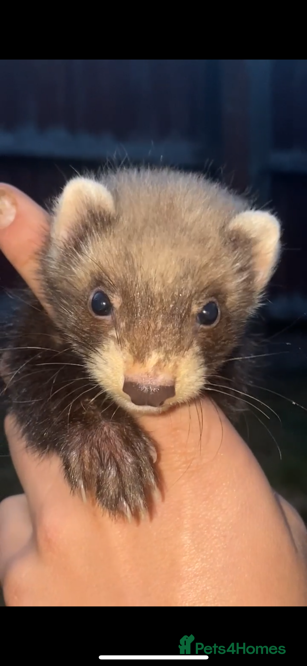 Ferret rodents for sale: Polecats kits - Image 1