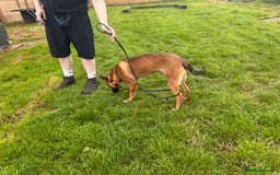 Belgian Shepherd Dog dogs for sale: Kairo - Urgent Rehome - Image 27