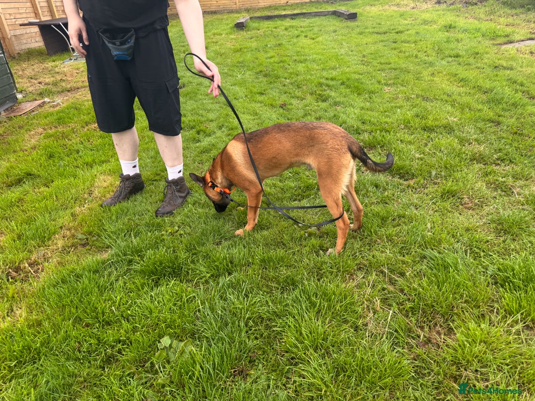 Belgian Shepherd Dog dogs for sale: Kairo - Urgent Rehome - Image 27