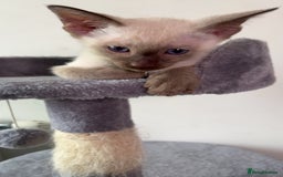 Siamese cats for sale: Beautiful Siamese Kittens - Advert 12