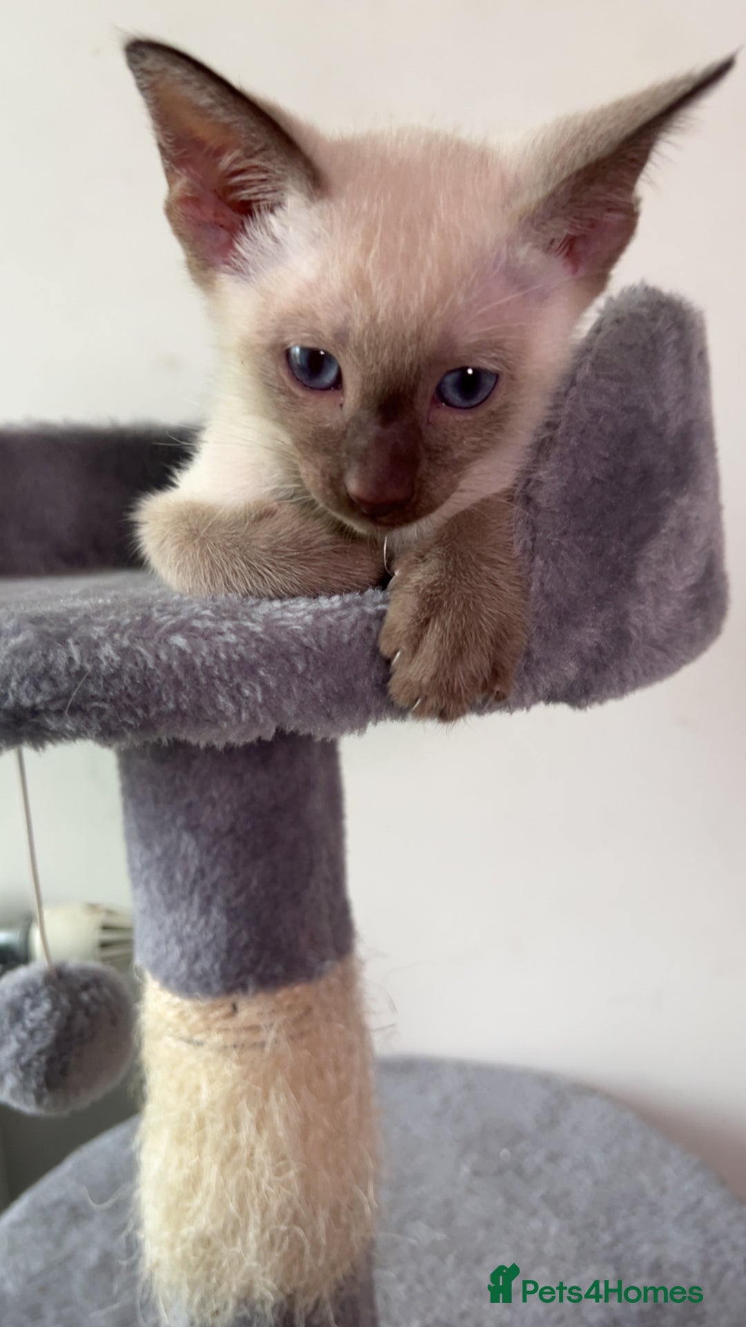 Siamese cats for sale: Beautiful Siamese Kittens - Advert 12
