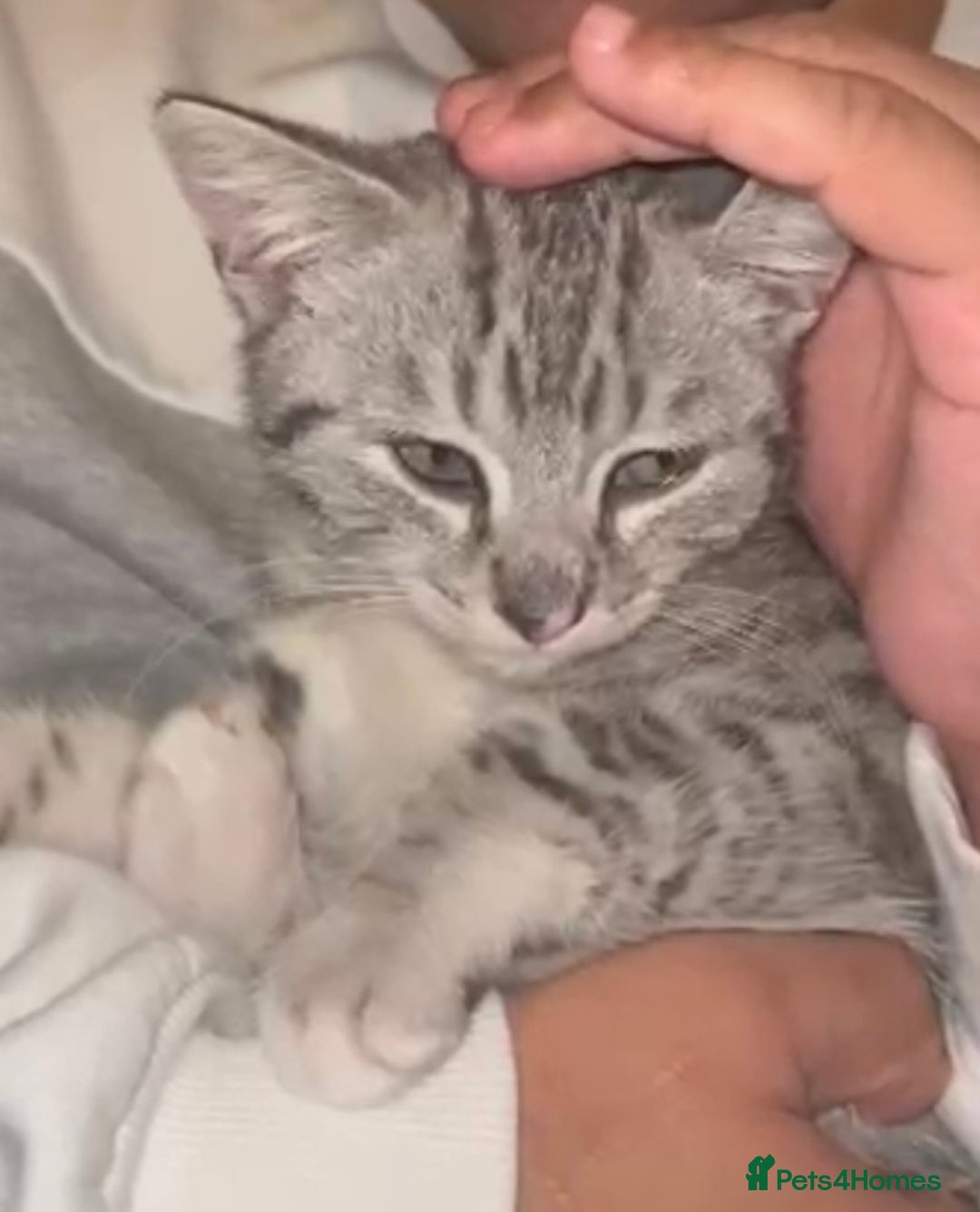 Mixed Breed cats for adoption: Rescue kitten needs home of his own - Advert 5