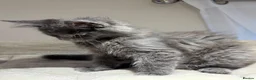 Maine Coon cats for sale: Available now! Last Two TICA Registered Maine Coon - Advert 4