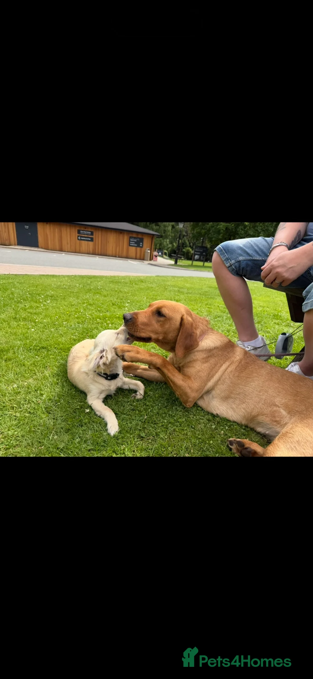 Chihuahua dogs for sale: Loving Young Dog Looking for His Forever Home - Advert 8