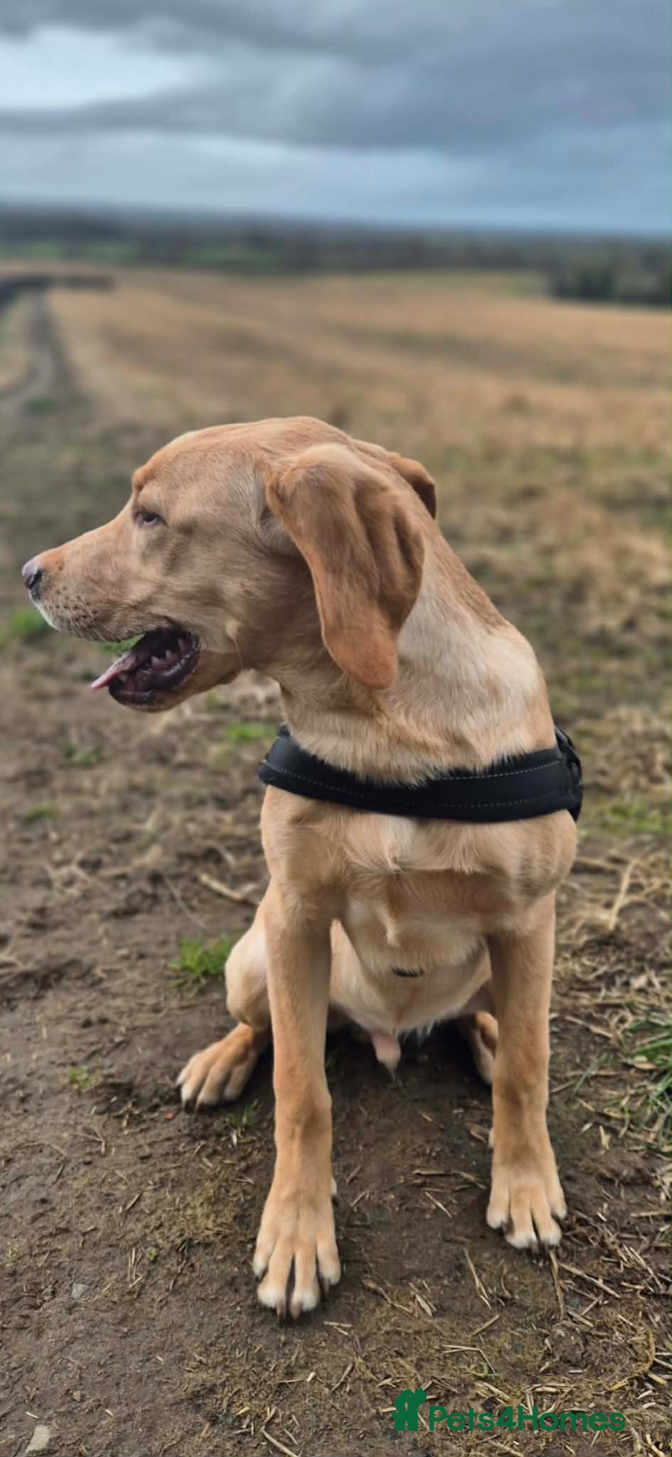 Labrador Retriever dogs 6 months Labrador  - Advert 1