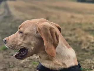 Labrador Retriever dogs 6 months Labrador - Advert 11