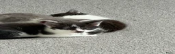 Domestic Shorthair cats for sale: Beautiful female and male kittens x2 - Advert 12