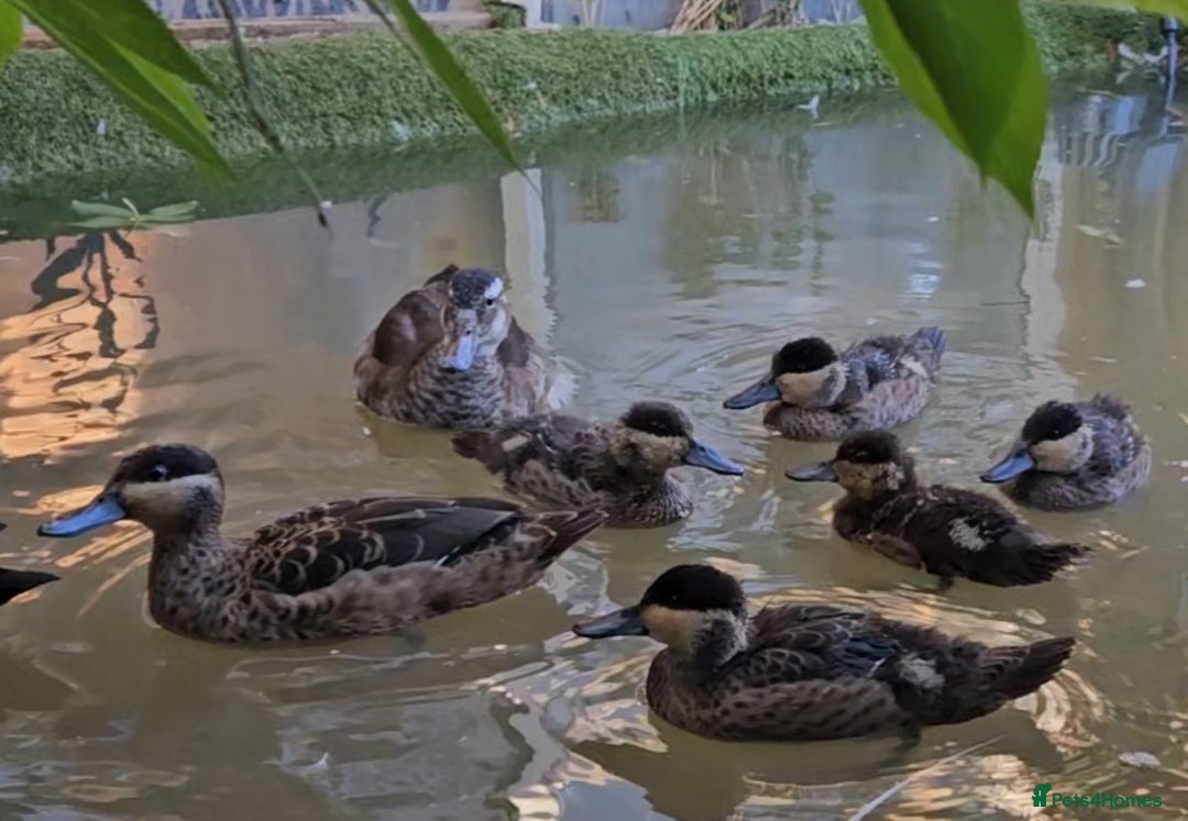 Ducks poultry for sale: Blue billed teal - Advert 3