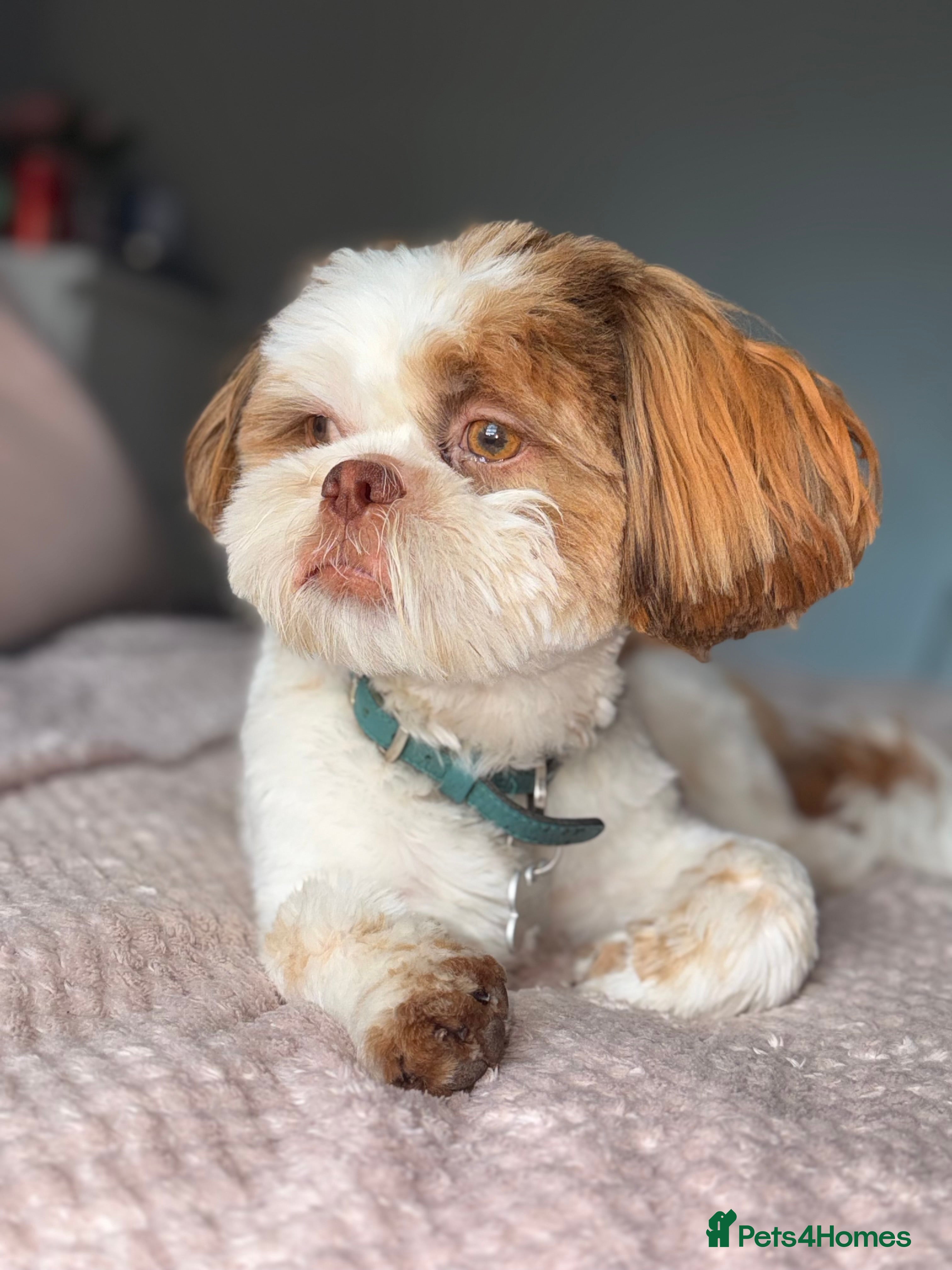 Shih Tzu dogs 15 month old male shihtzu - Advert 1