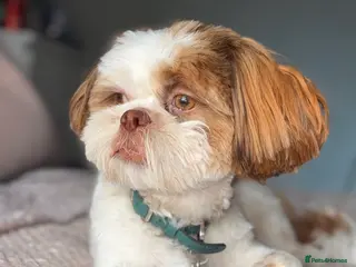 Shih Tzu dogs 15 month old male shihtzu - Advert 1