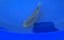 Koi Carp fish for sale: Asagi koi carp  - Image 9
