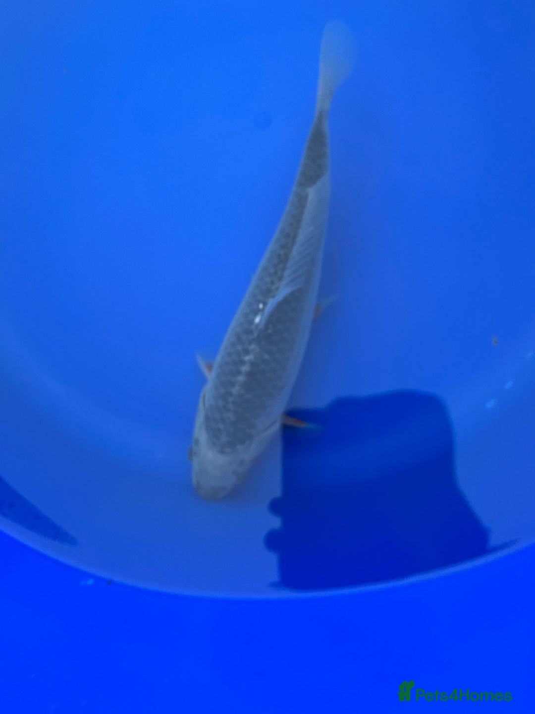 Koi Carp fish for sale: Asagi koi carp  - Image 9