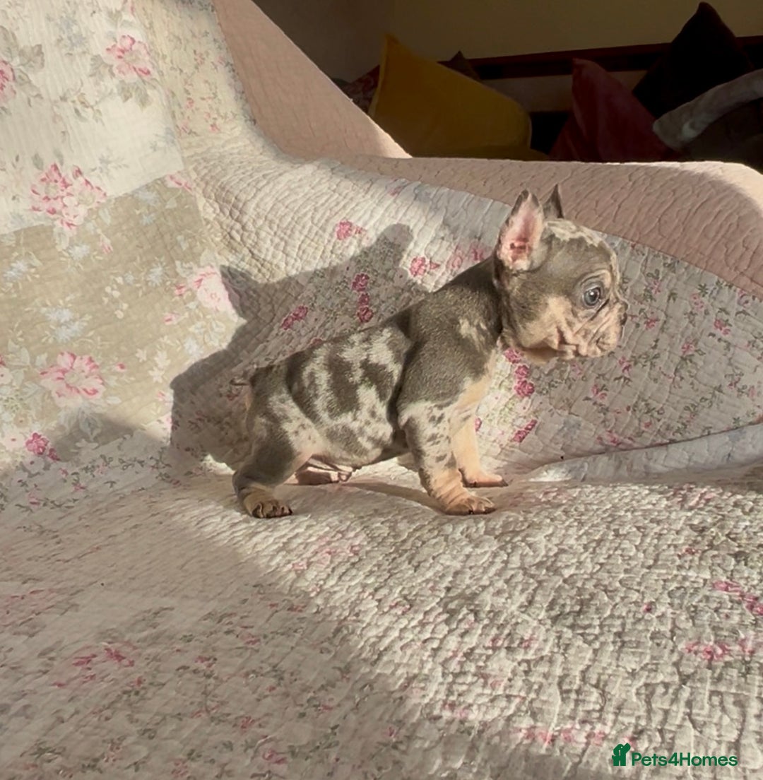 French Bulldog dogs for sale: Outstanding Frenchie Babies  - Advert 13