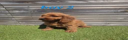 Cockapoo dogs for sale: 7 Adorable F1 Cockapoo pups ♥️🐕🐾 - Advert 8