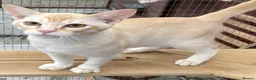 Asian cats for sale: Asian Red Birmilla in Saint Austell - Advert 1