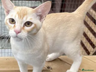 Asian cats Asian Red Birmilla - Advert 2