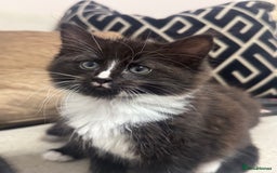Ragdoll cats for sale: Stunning part ragdoll kittens - Image 18