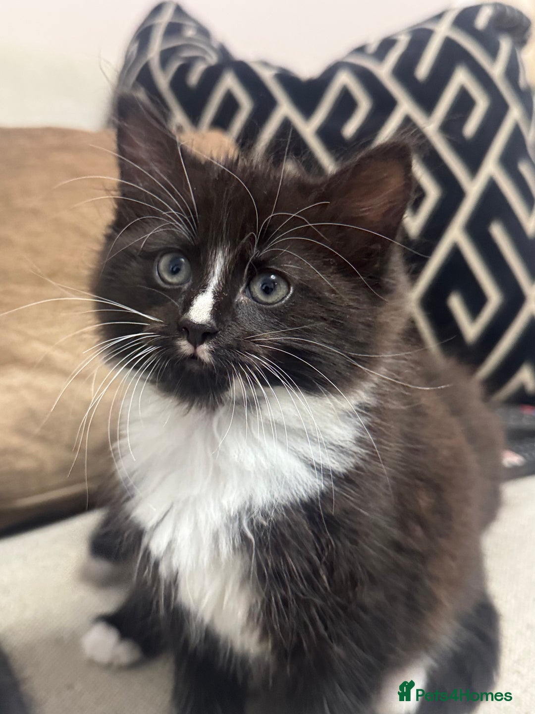 Ragdoll cats for sale: Stunning part ragdoll kittens - Image 18